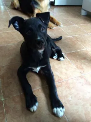 Cachorro raça SRD idade 2 a 6 meses nome Tina
