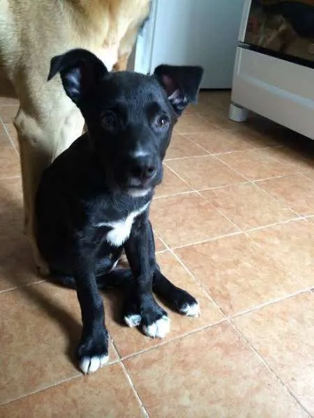 Cachorro ra a SRD idade 2 a 6 meses nome Tina