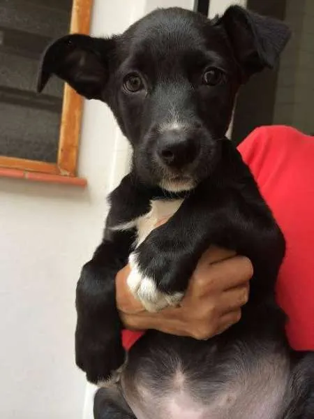 Cachorro ra a SRD idade 2 a 6 meses nome Tina