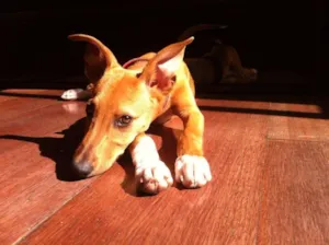 Cachorro raça  idade 2 a 6 meses nome Limão