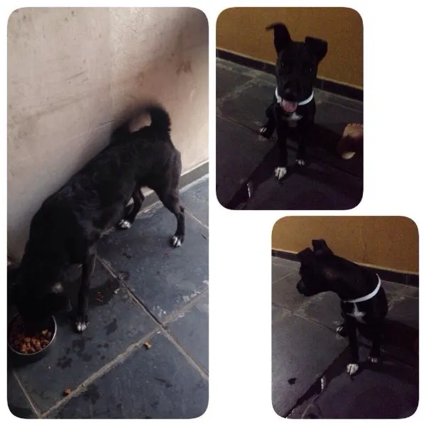 Cachorro ra a Sem raca definida idade 7 a 11 meses nome Dalila