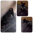 Dalila
