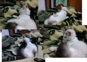 Gato raça SRD idade 1 ano nome BRANQUINHA