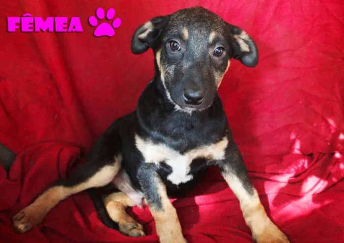 Cachorro ra a SRD idade 2 a 6 meses nome Filhotes