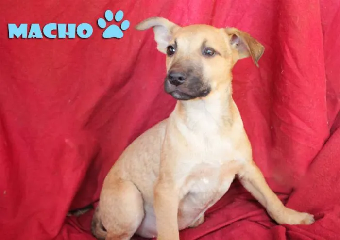 Cachorro ra a SRD idade 2 a 6 meses nome Filhotes