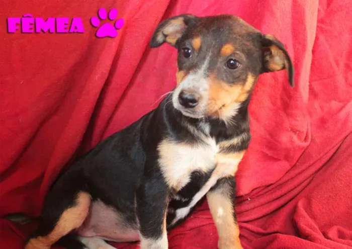 Cachorro ra a SRD idade 2 a 6 meses nome Filhotes