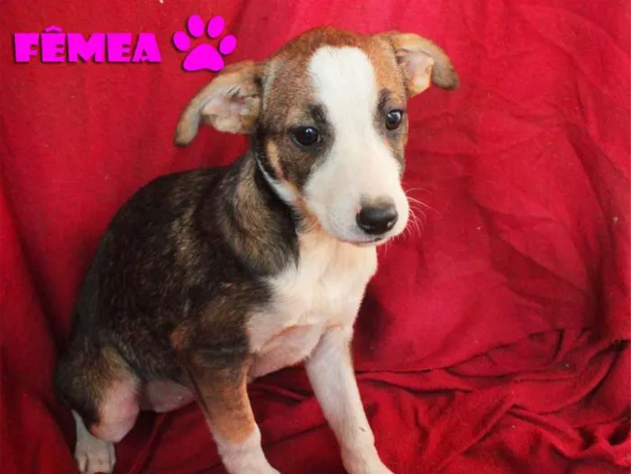 Cachorro ra a SRD idade 2 a 6 meses nome Filhotes