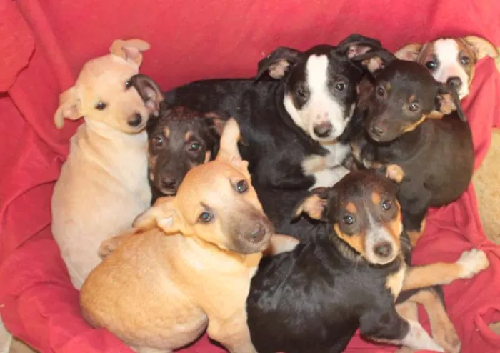 Cachorro ra a SRD idade 2 a 6 meses nome Filhotes
