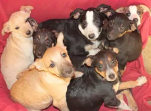Cachorro raça SRD idade 2 a 6 meses nome Filhotes
