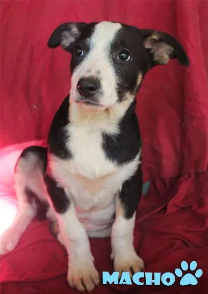 Cachorro ra a SRD idade 2 a 6 meses nome fofucho