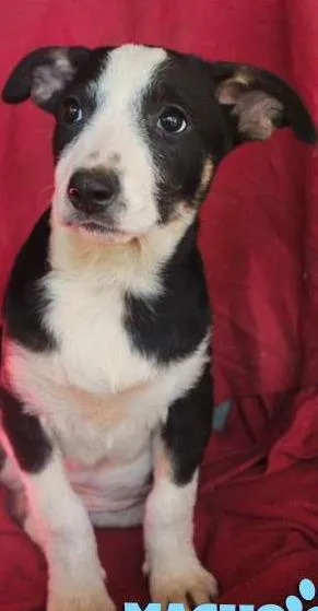 Cachorro raça SRD idade 2 a 6 meses nome fofucho