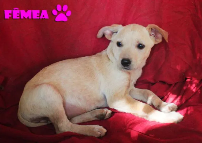 Cachorro ra a SRD idade  nome Mila