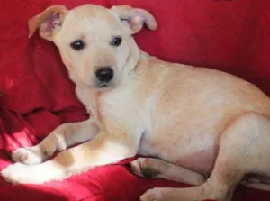 Cachorro raça SRD idade  nome Mila