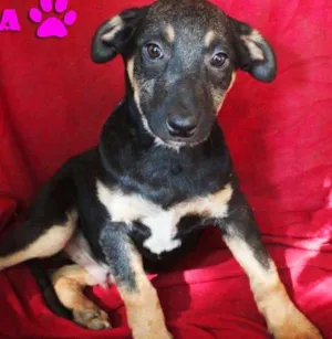 Cachorro raça SRD idade  nome mimi