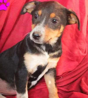 Cachorro raça SRD idade 2 a 6 meses nome nene