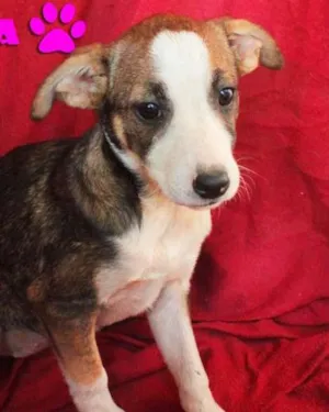 Cachorro raça SRD idade  nome Lindinha
