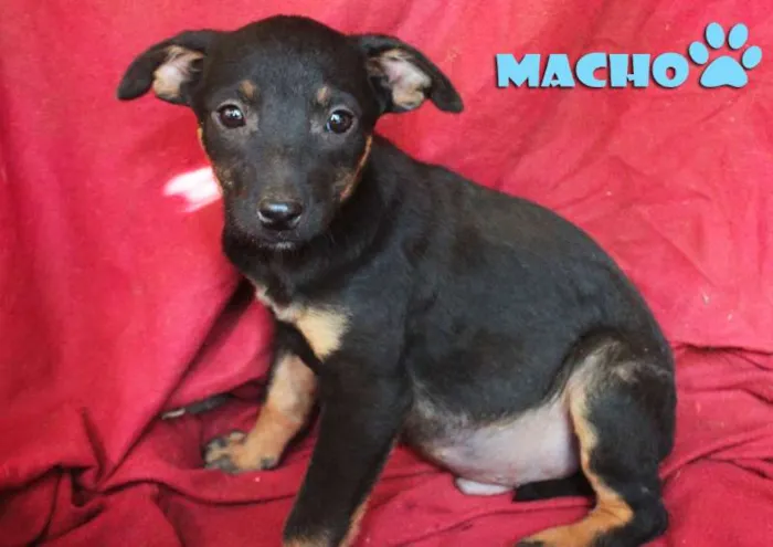Cachorro ra a SRD idade 2 a 6 meses nome bebezão