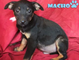 Cachorro raça SRD idade 2 a 6 meses nome bebezão
