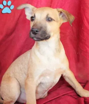 Cachorro raça SRD idade 2 a 6 meses nome dudu