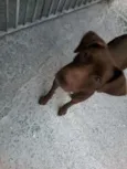 Bombom