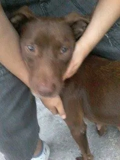 Cachorro ra a SRD idade 1 ano nome Bombom