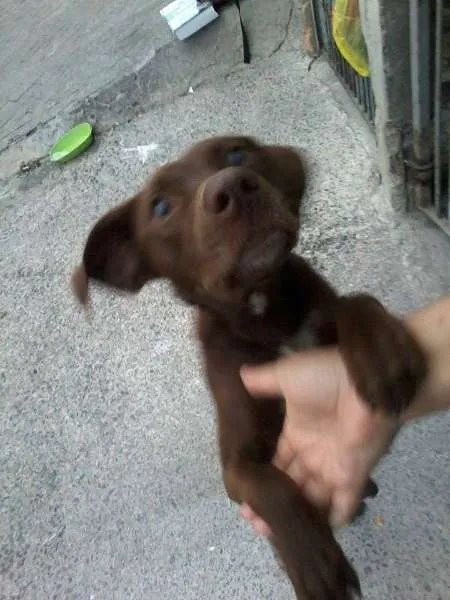 Cachorro ra a SRD idade 1 ano nome Bombom