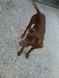 Bombom