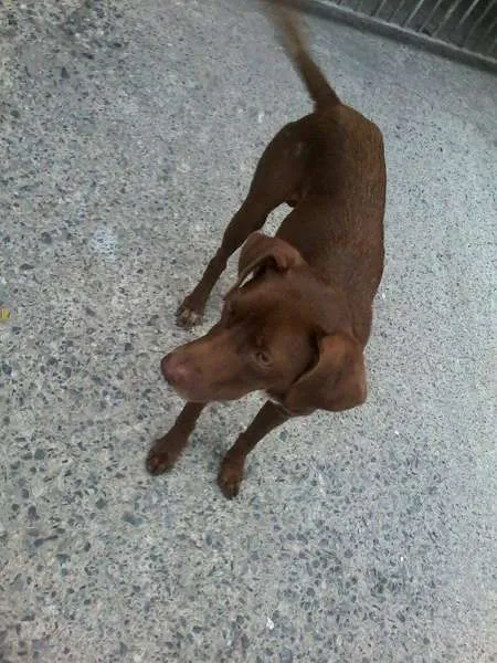 Cachorro ra a SRD idade 1 ano nome Bombom