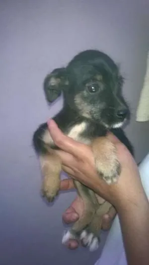 Cachorro raça Indefinida idade 2 a 6 meses nome Ainda não tem