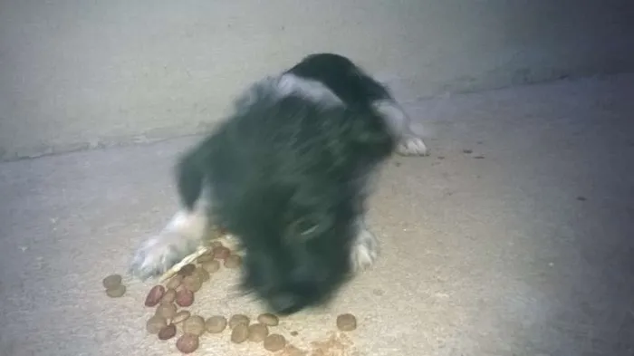 Cachorro raça Indefinida idade 2 a 6 meses nome Ainda não tem