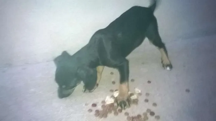 Cachorro raça Indefinida idade 2 a 6 meses nome Ainda não tem
