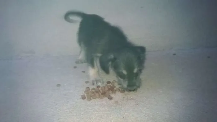 Cachorro raça Indefinida idade 2 a 6 meses nome Ainda não tem