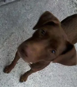 Cachorro raça SRD idade 1 ano nome Bombom