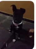 Dalila