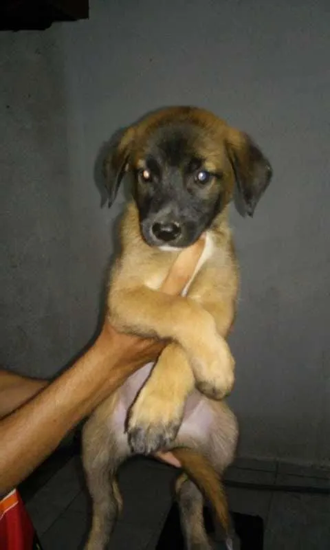 Cachorro ra a  idade Abaixo de 2 meses nome varios