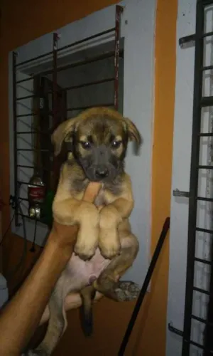 Cachorro raça  idade Abaixo de 2 meses nome varios
