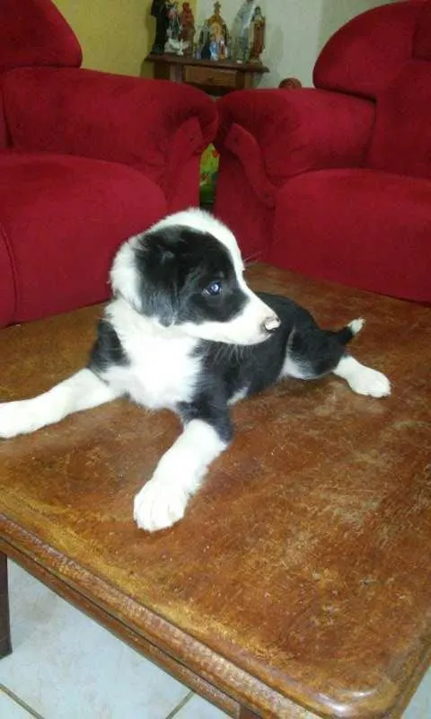 Cachorro ra a  idade Abaixo de 2 meses nome varios