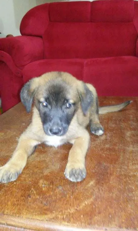 Cachorro ra a  idade Abaixo de 2 meses nome varios