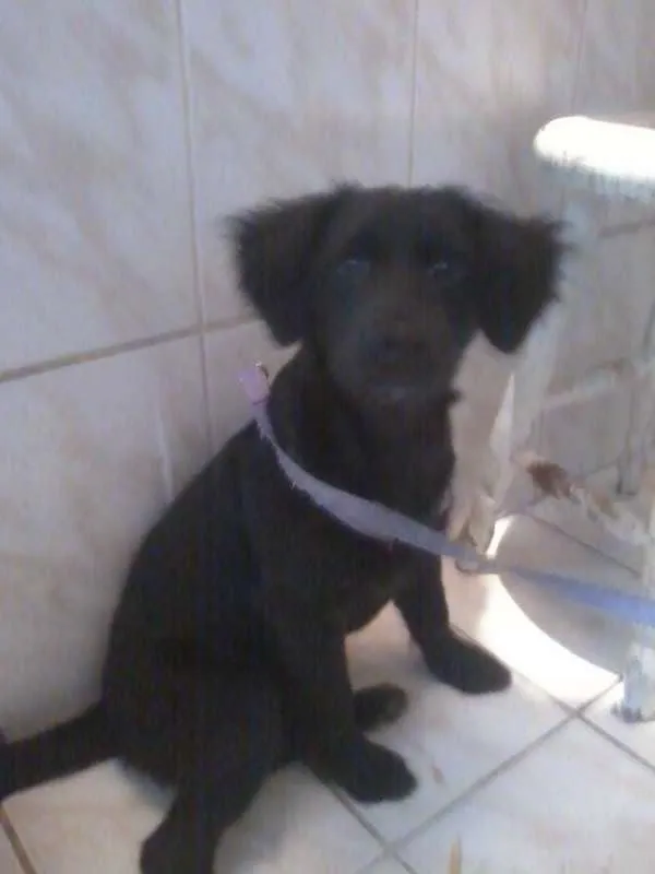 Cachorro ra a SRD idade 2 a 6 meses nome tata