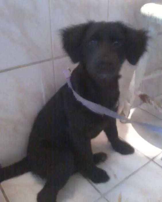 Cachorro ra a SRD idade 2 a 6 meses nome tata