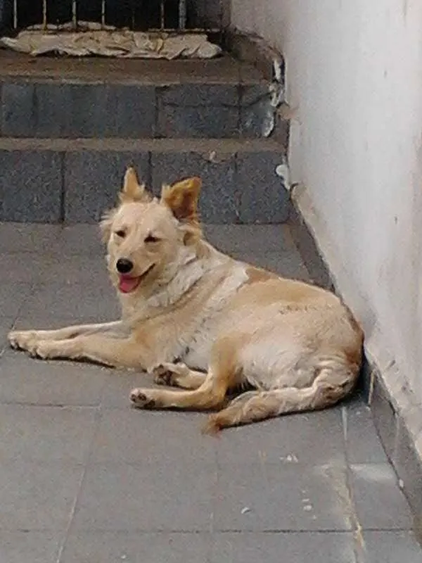 Cachorro ra a SRD idade 1 ano nome lobinha