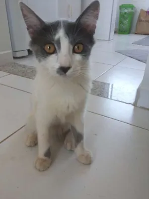 Gato raça Siamês idade 2 a 6 meses nome Milka