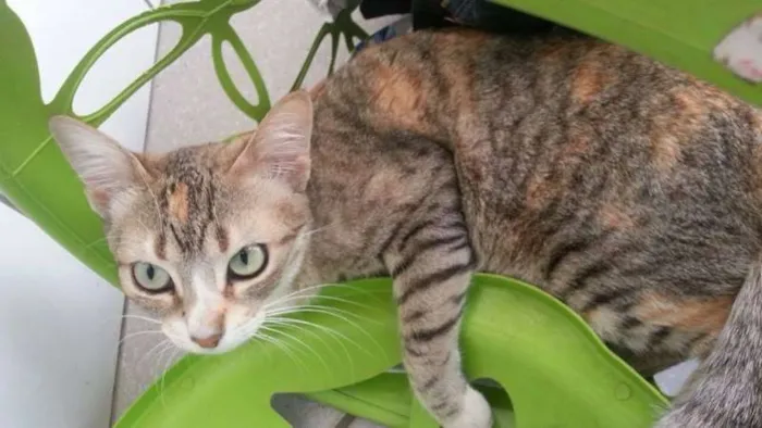 Gato ra a SRD idade 1 ano nome Paola
