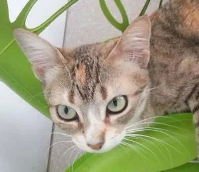 Gato ra a SRD idade 1 ano nome Paola