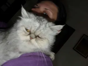 Gato raça Persa idade 3 anos nome Bella