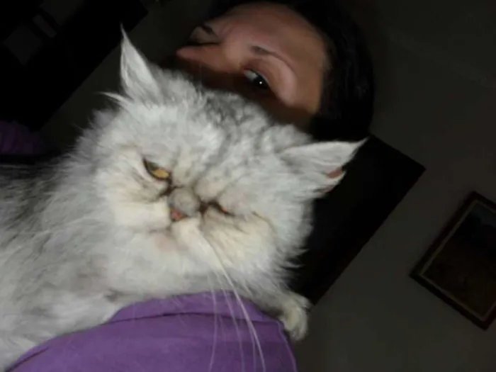 Gato ra a Persa idade 3 anos nome Bella