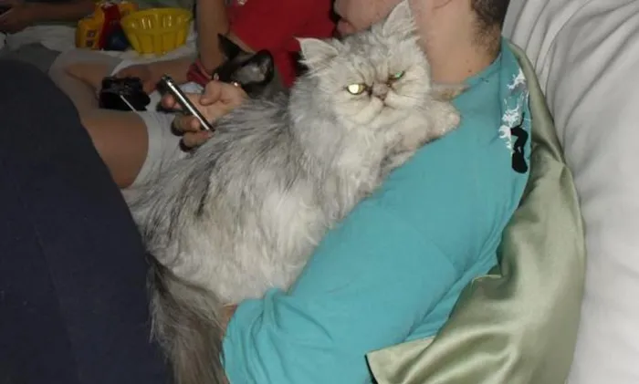 Gato ra a Persa idade 3 anos nome Bella