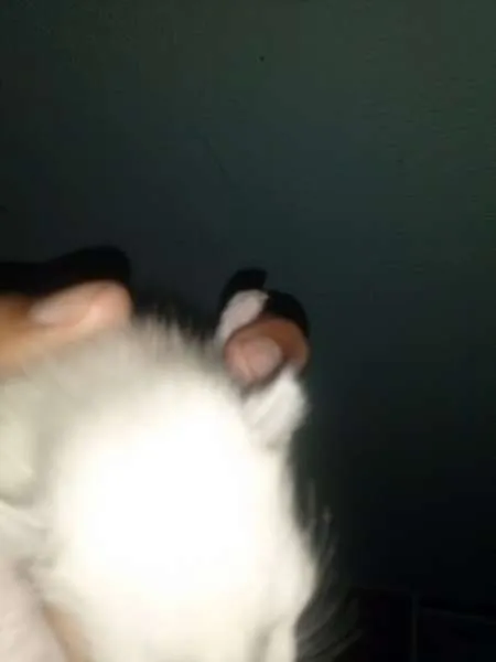 Gato ra a viralata idade Abaixo de 2 meses nome Frozen