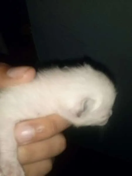Gato ra a viralata idade Abaixo de 2 meses nome Frozen