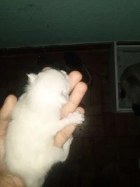 Gato ra a viralata idade Abaixo de 2 meses nome Frozen